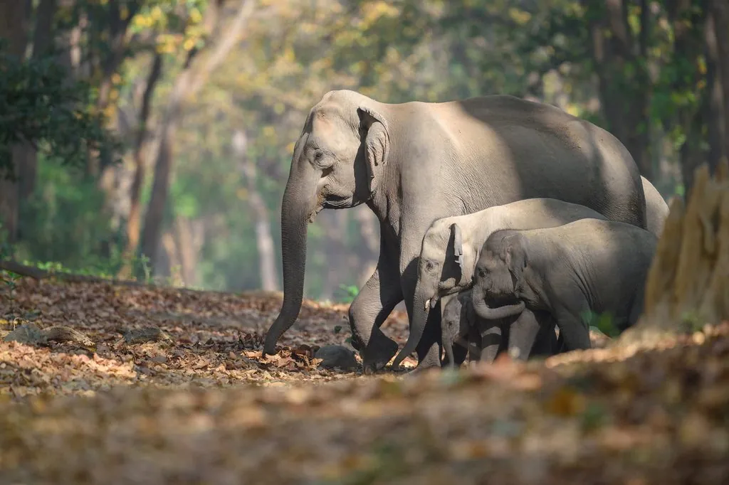 Elefante-asiático