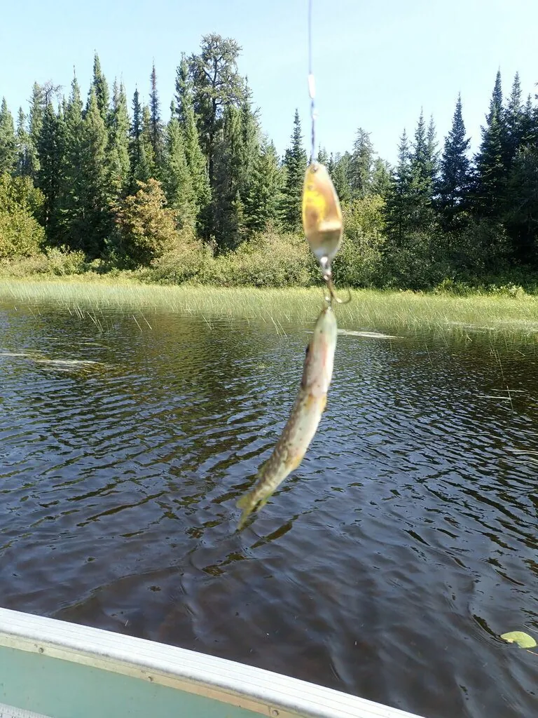 Esox lucius