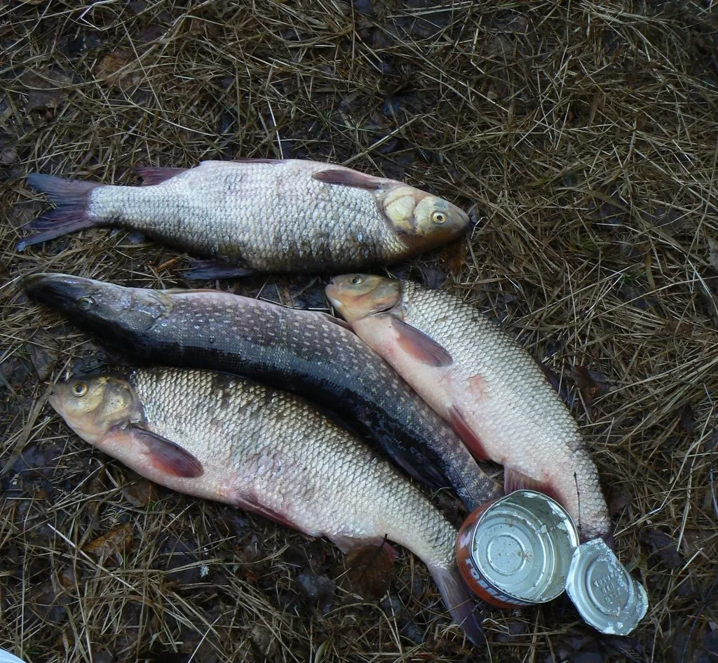 Esox lucius