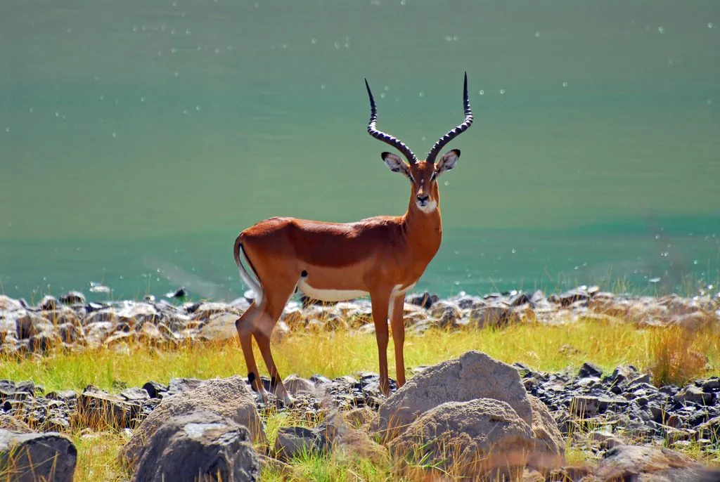 Impala