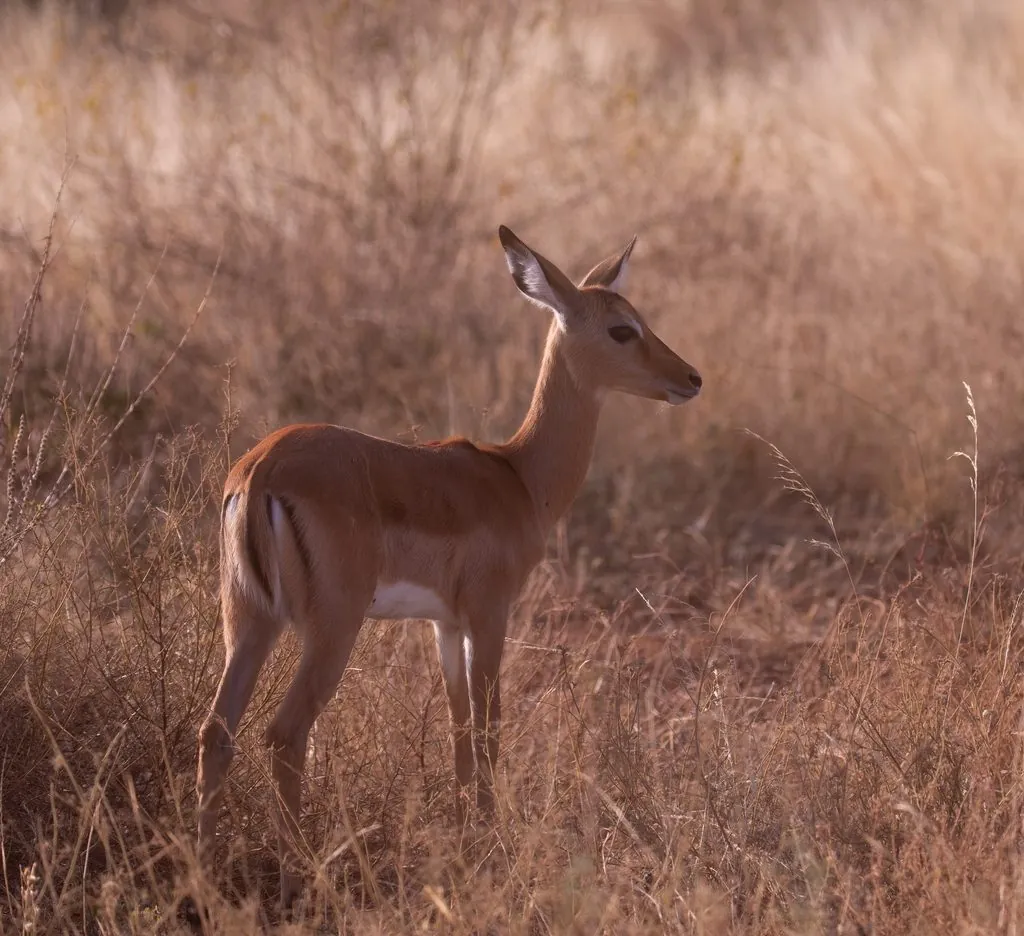 Impala