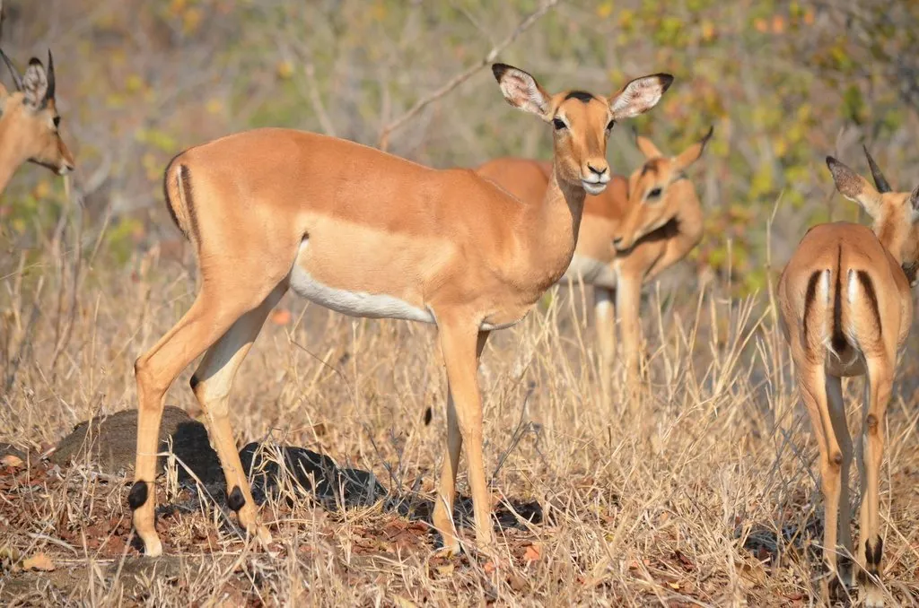 Impala