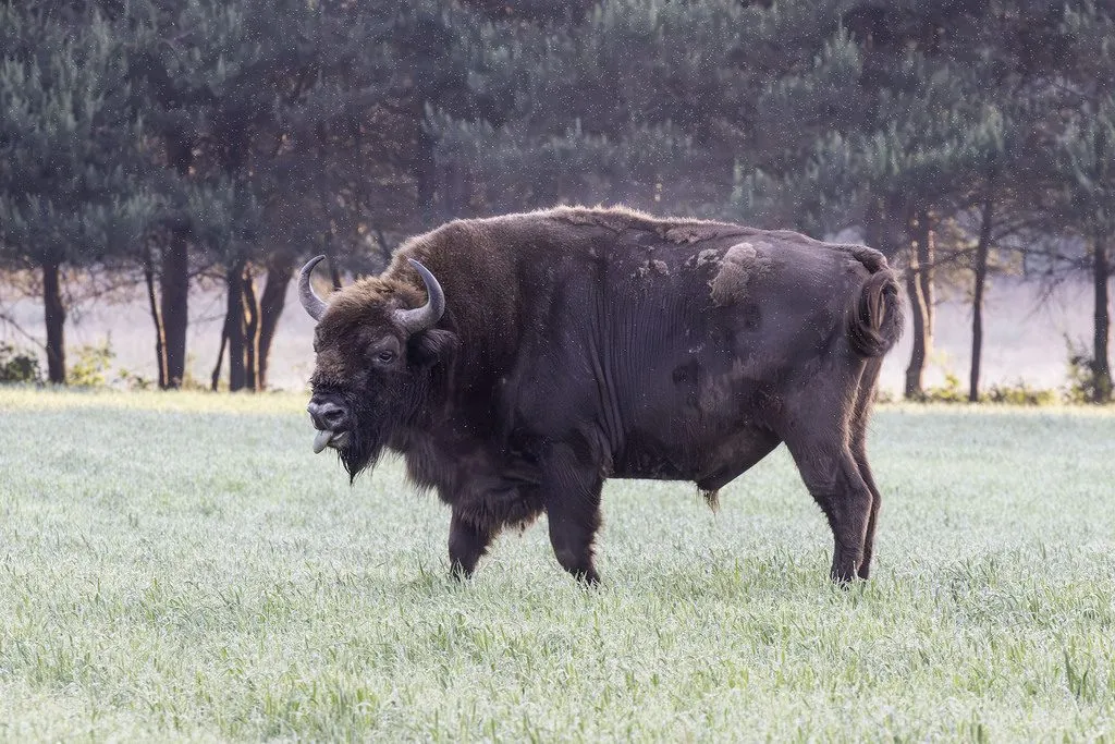 Bisonte-europeu