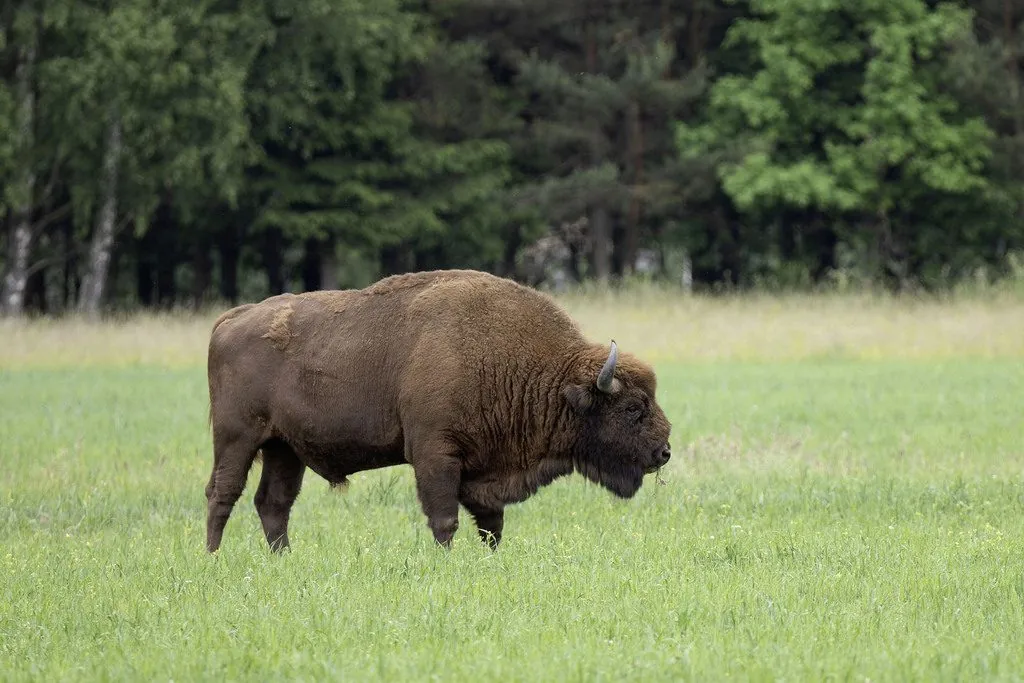 Bisonte-europeu