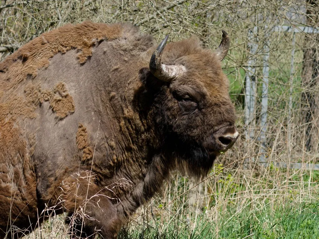 Bisonte-europeu