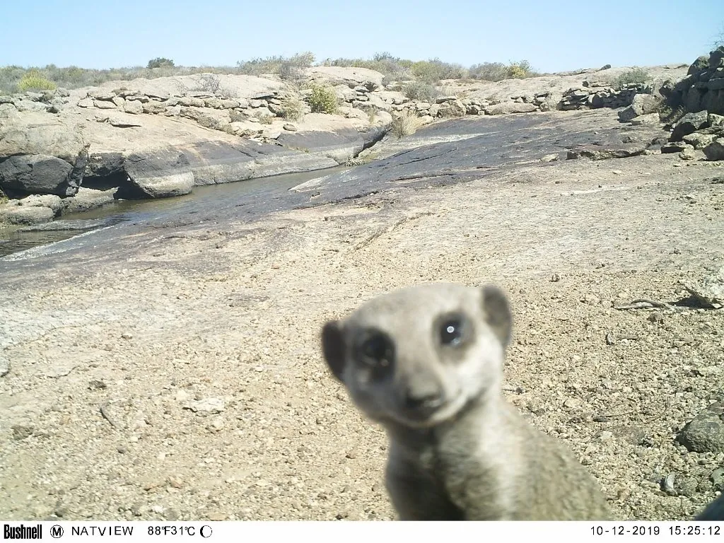 Suricata suricatta