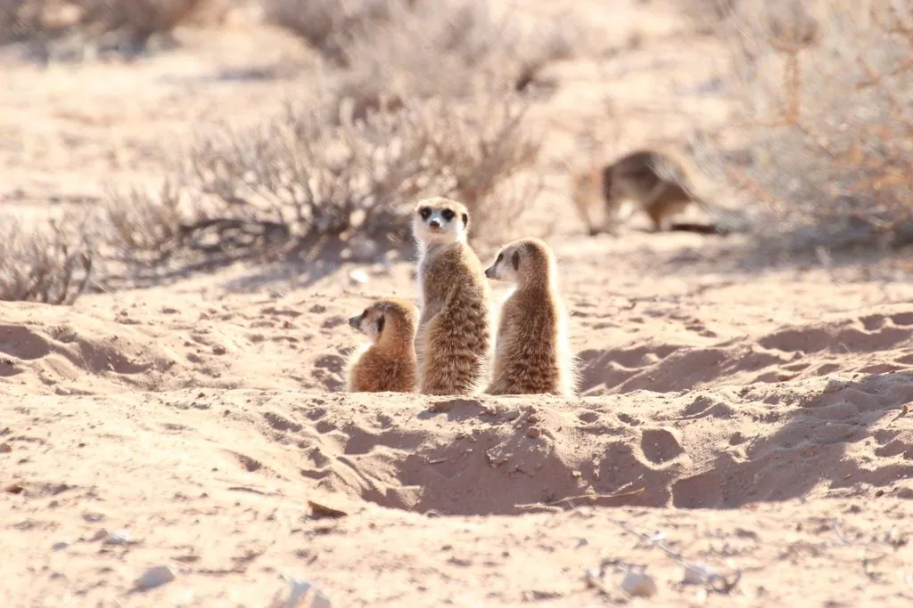 Suricata suricatta