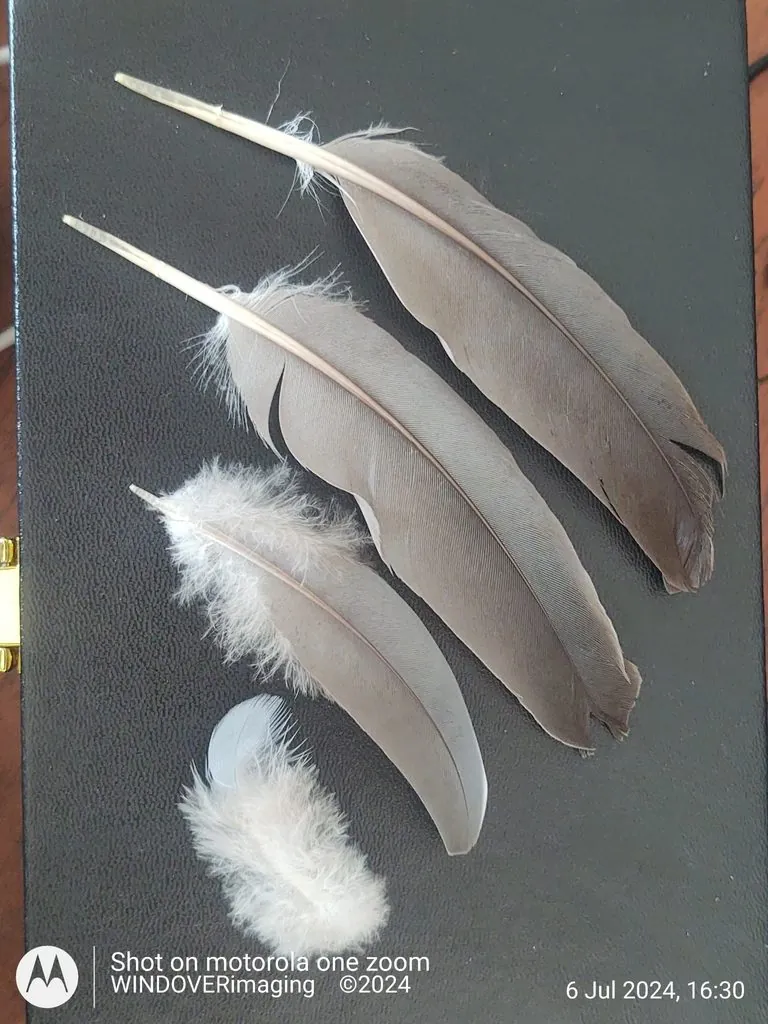 Pombo-torcaz