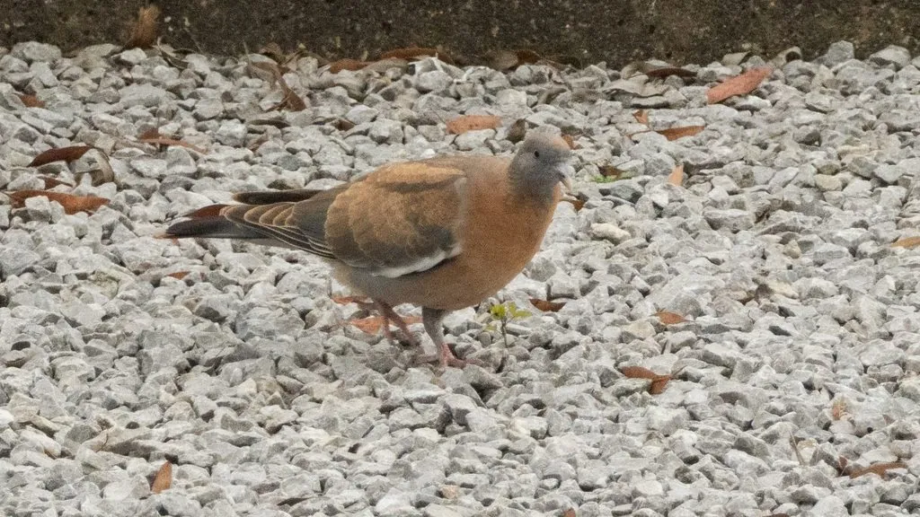 Pombo-torcaz