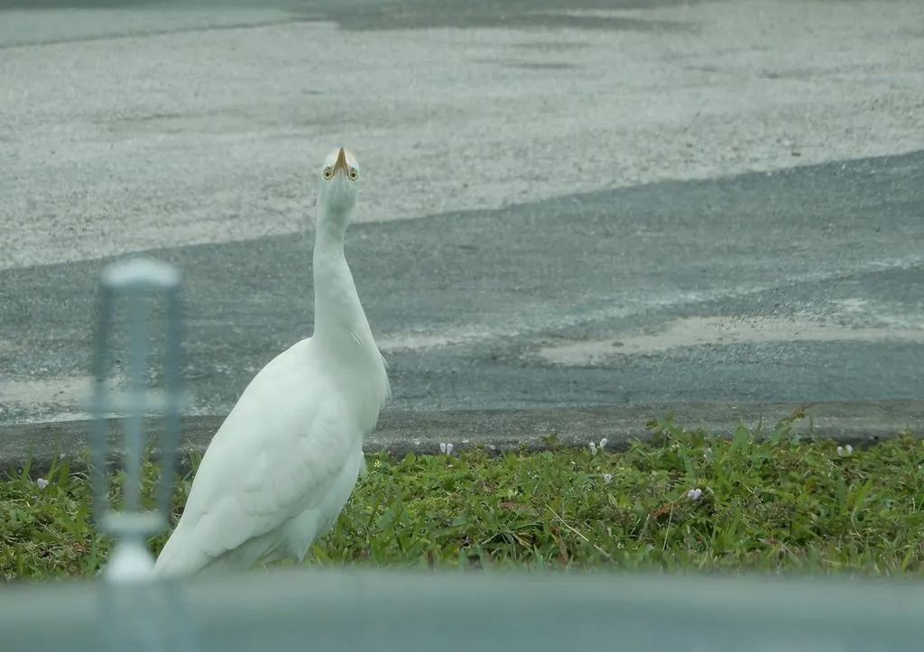 Bubulcus ibis