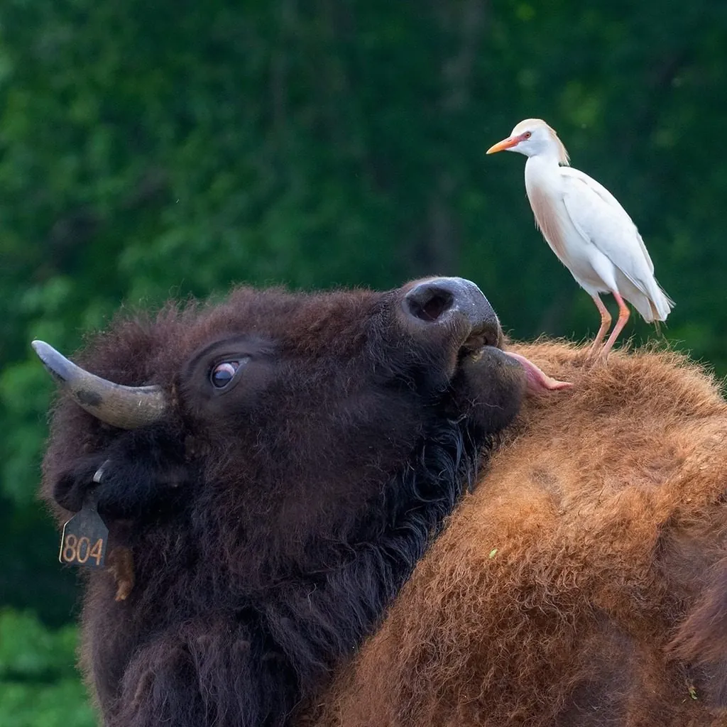 Bubulcus ibis