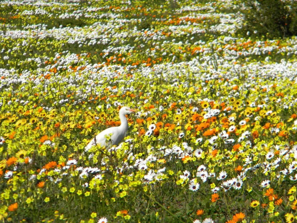 Bubulcus ibis