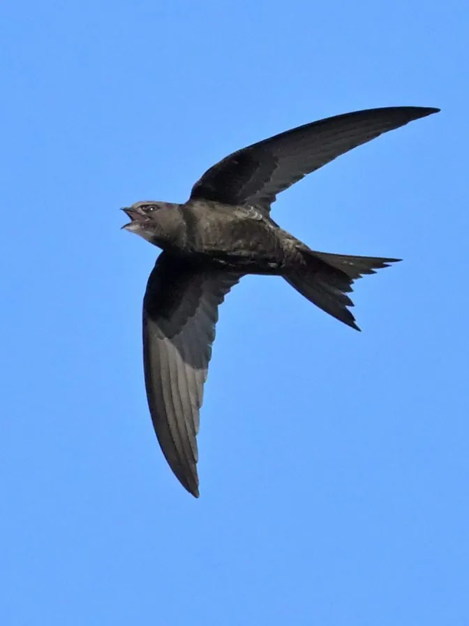 andorinhão-preto