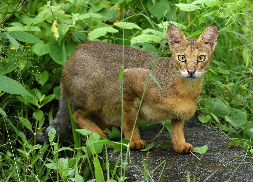 Gato-da-selva