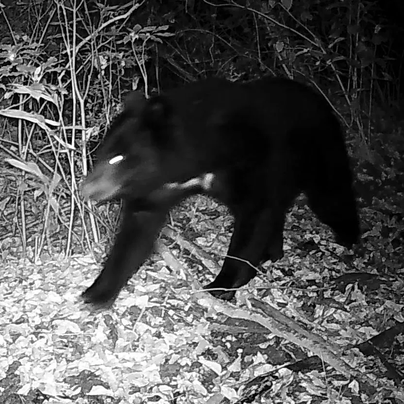 Urso-negro-asiático