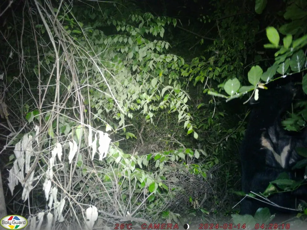 Urso-negro-asiático