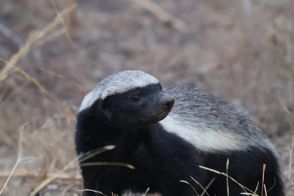 Ratel