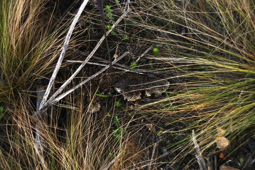 Ratel