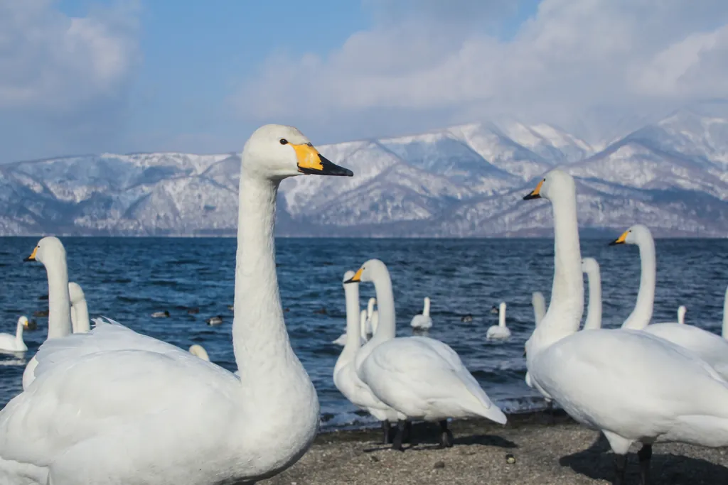 Cisne-bravo