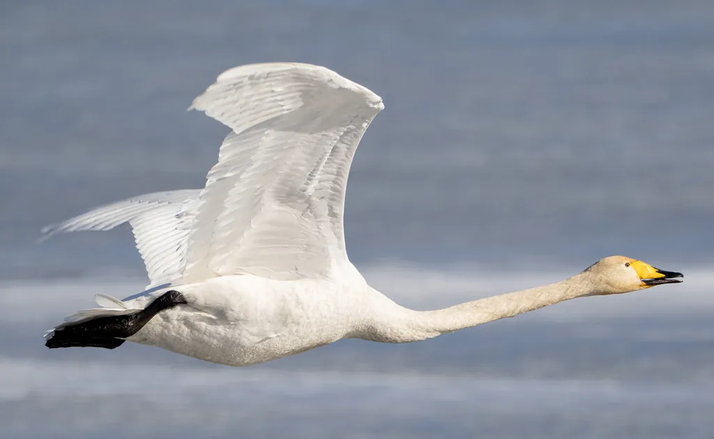 cisne-bravo