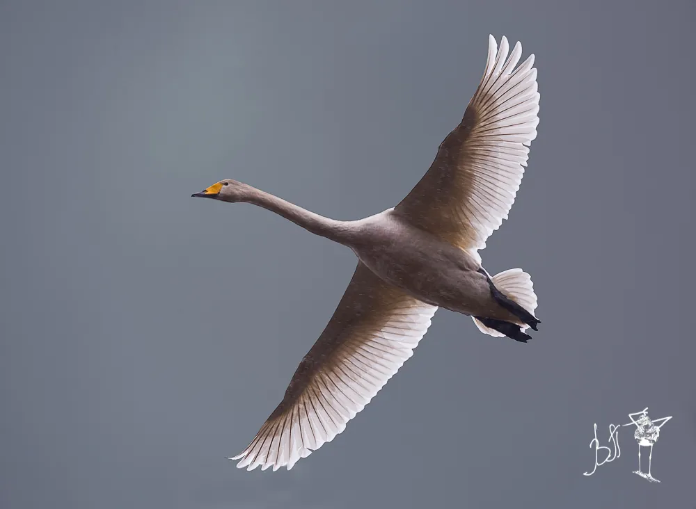 cisne-bravo