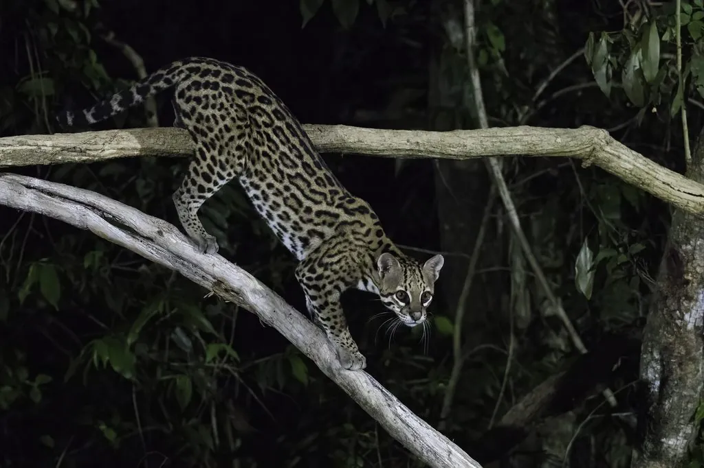 Jaguatirica