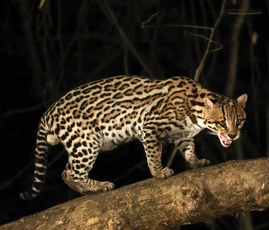 Jaguatirica