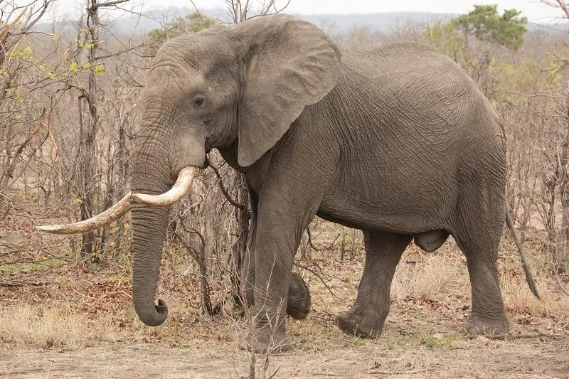 Elefante-da-savana