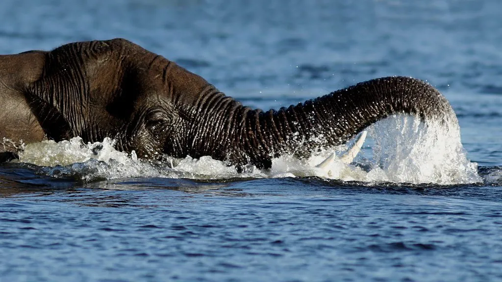 Elefante-da-savana