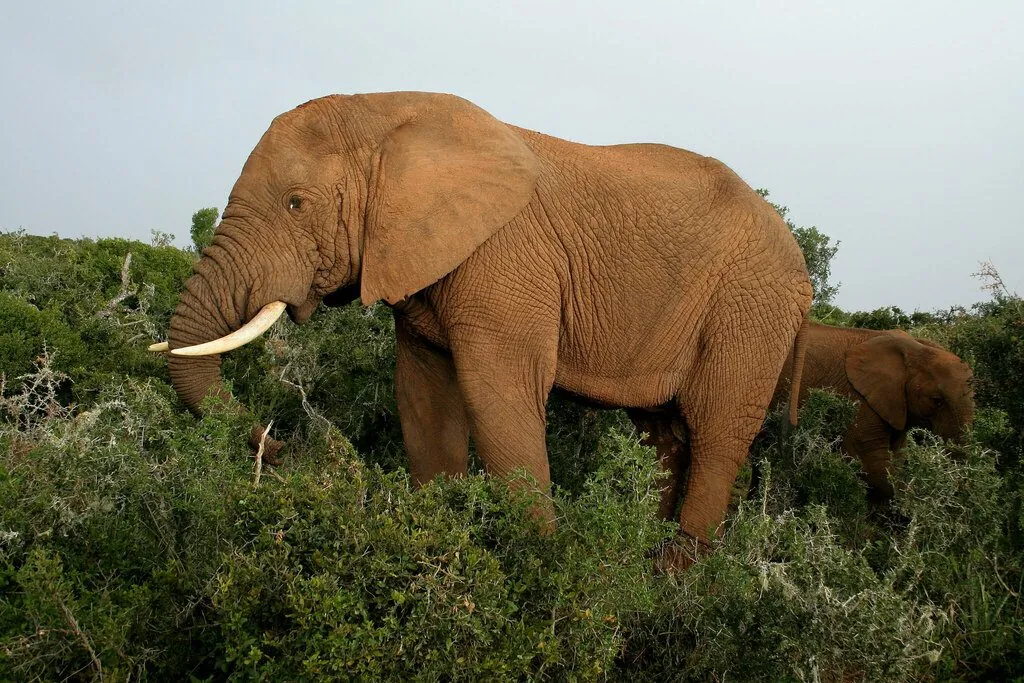 Elefante-da-savana