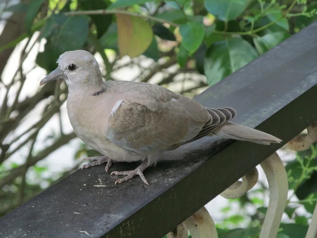 Rola-turca