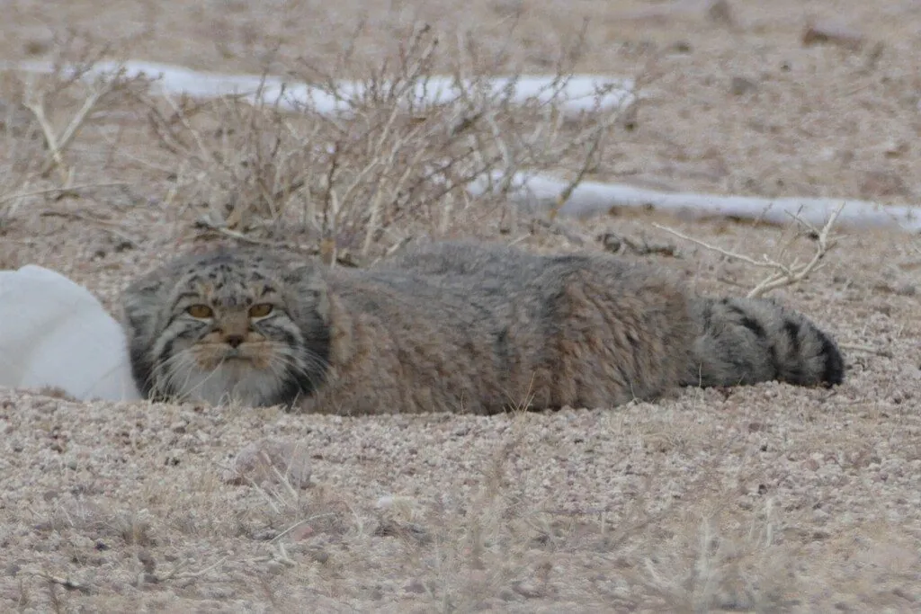 Gato-de-pallas