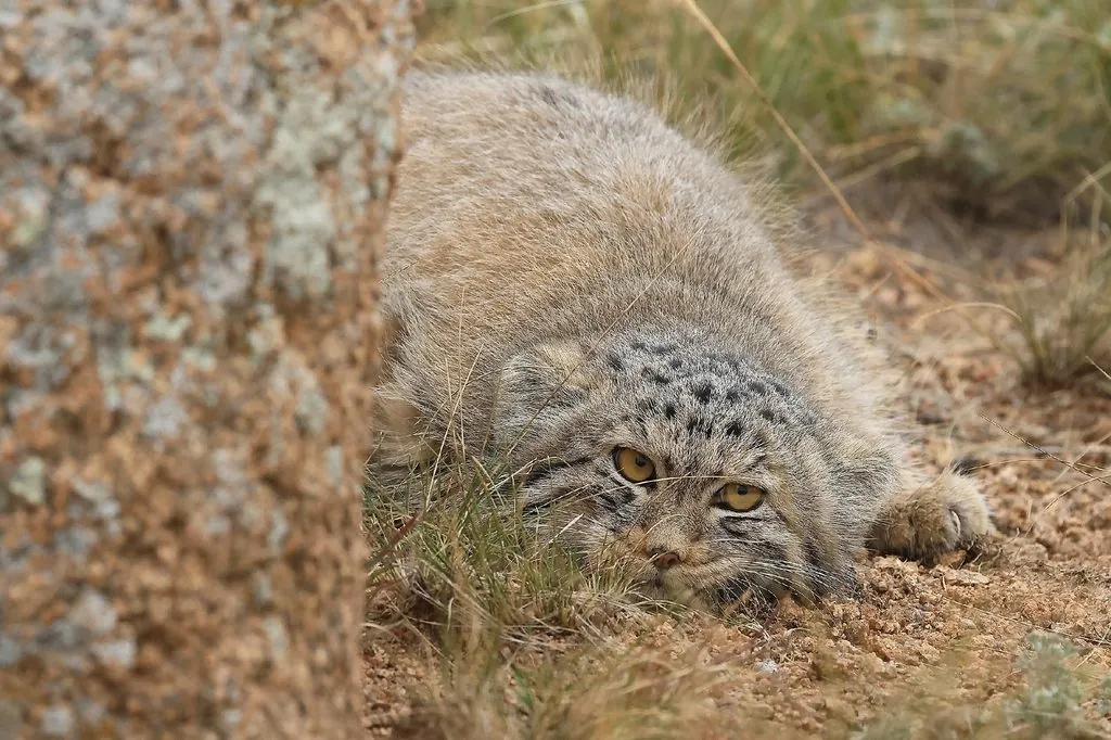 Gato-de-pallas