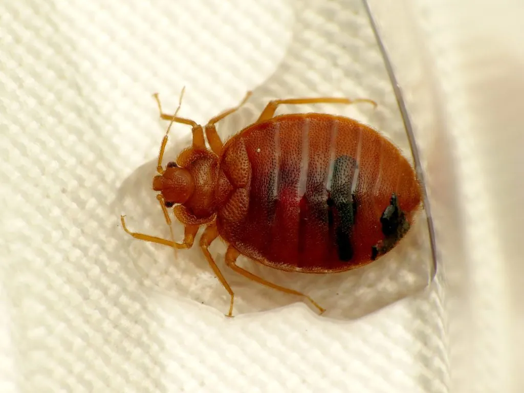 Cimex lectularius