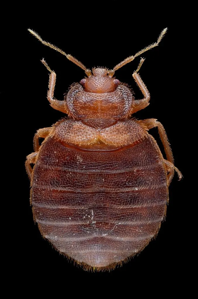 Cimex lectularius