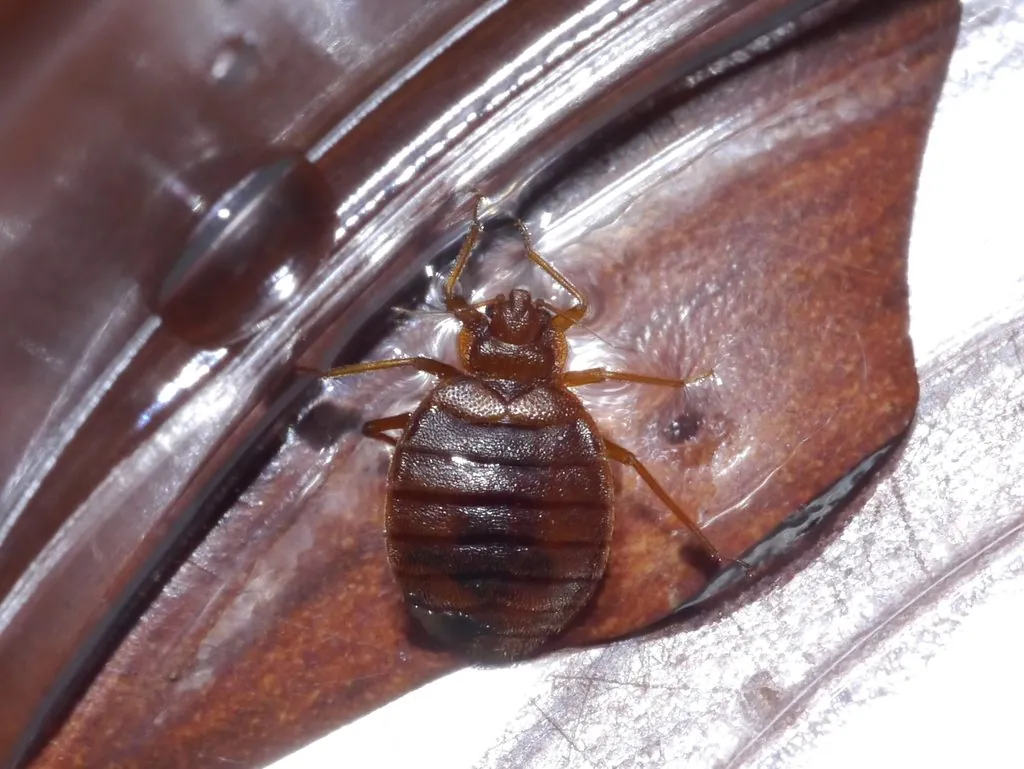 Cimex lectularius