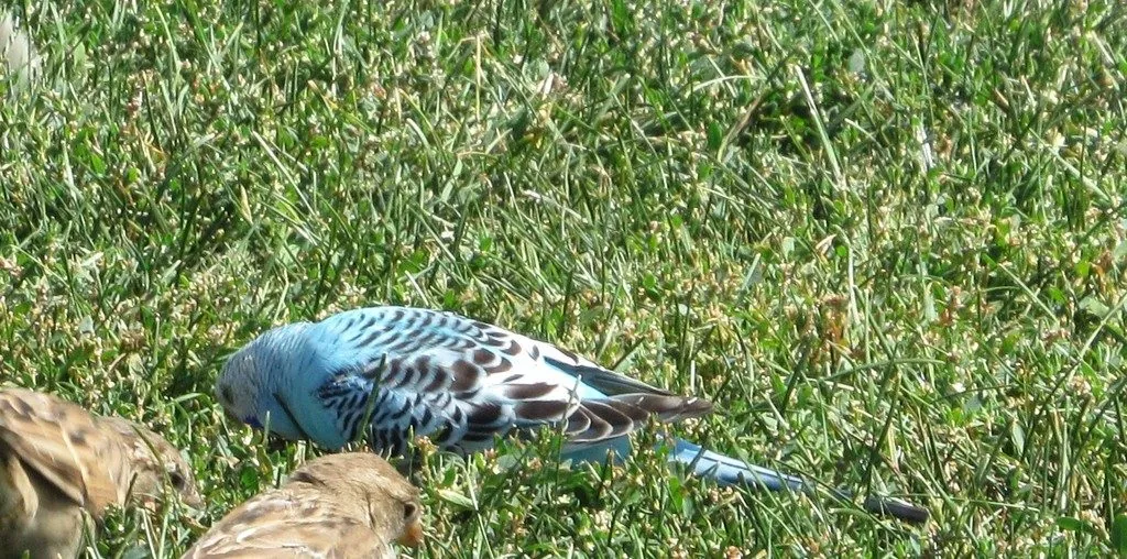 Periquito-australiano