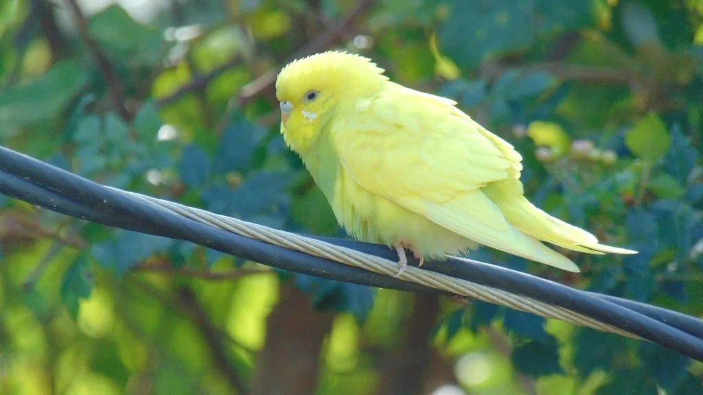 periquito-australiano