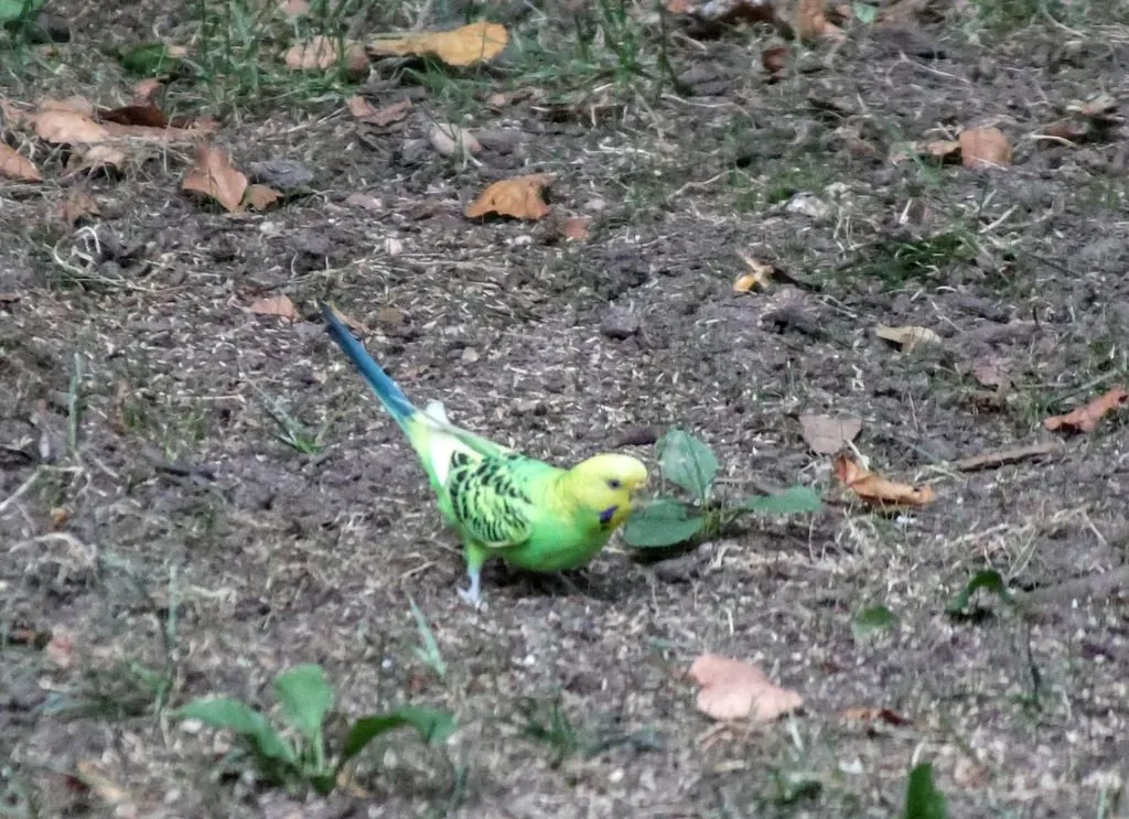 periquito-australiano