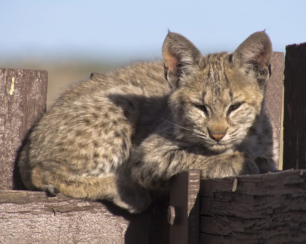 Lince-pardo