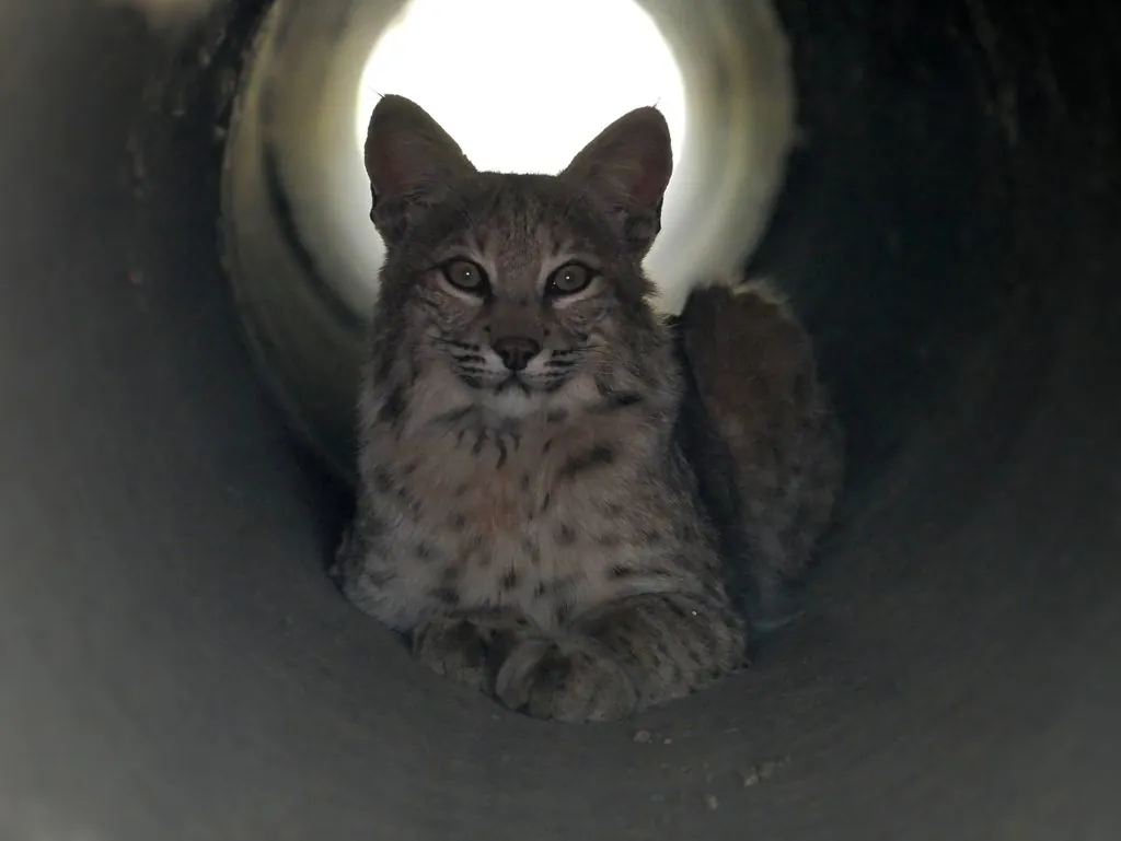 Lince-pardo