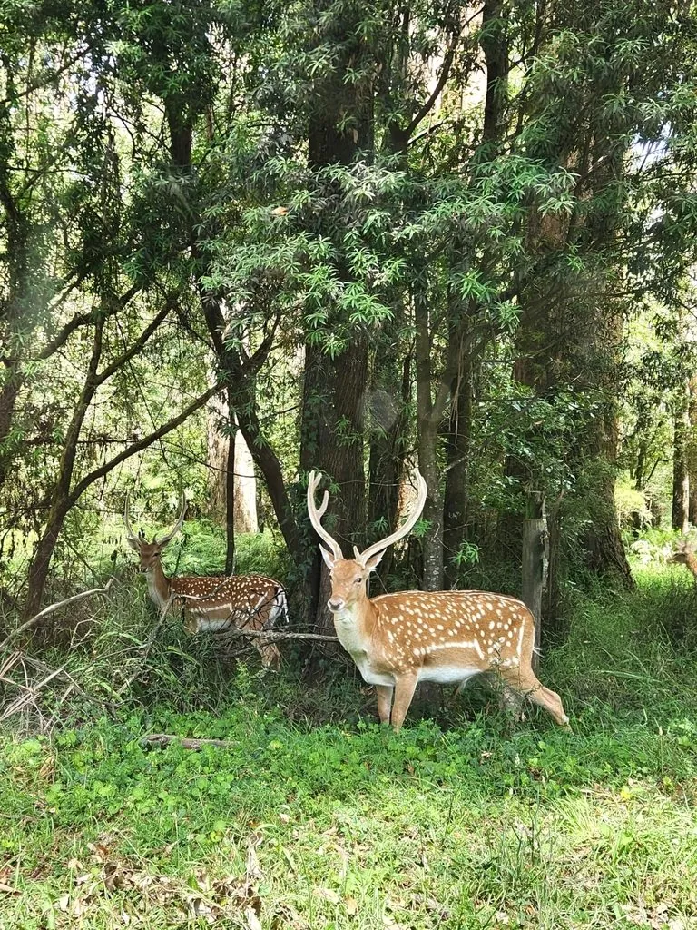 Gamo