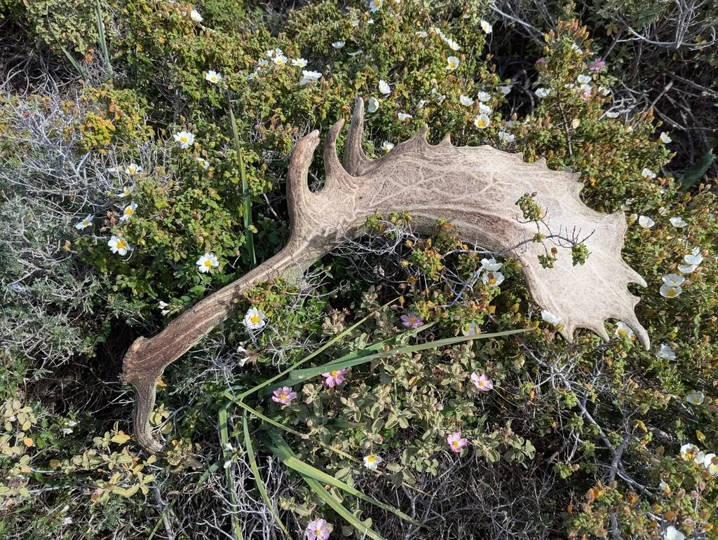 Gamo