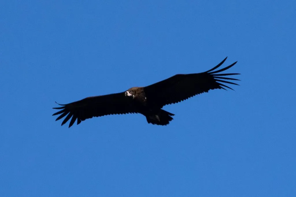 Abutre-preto