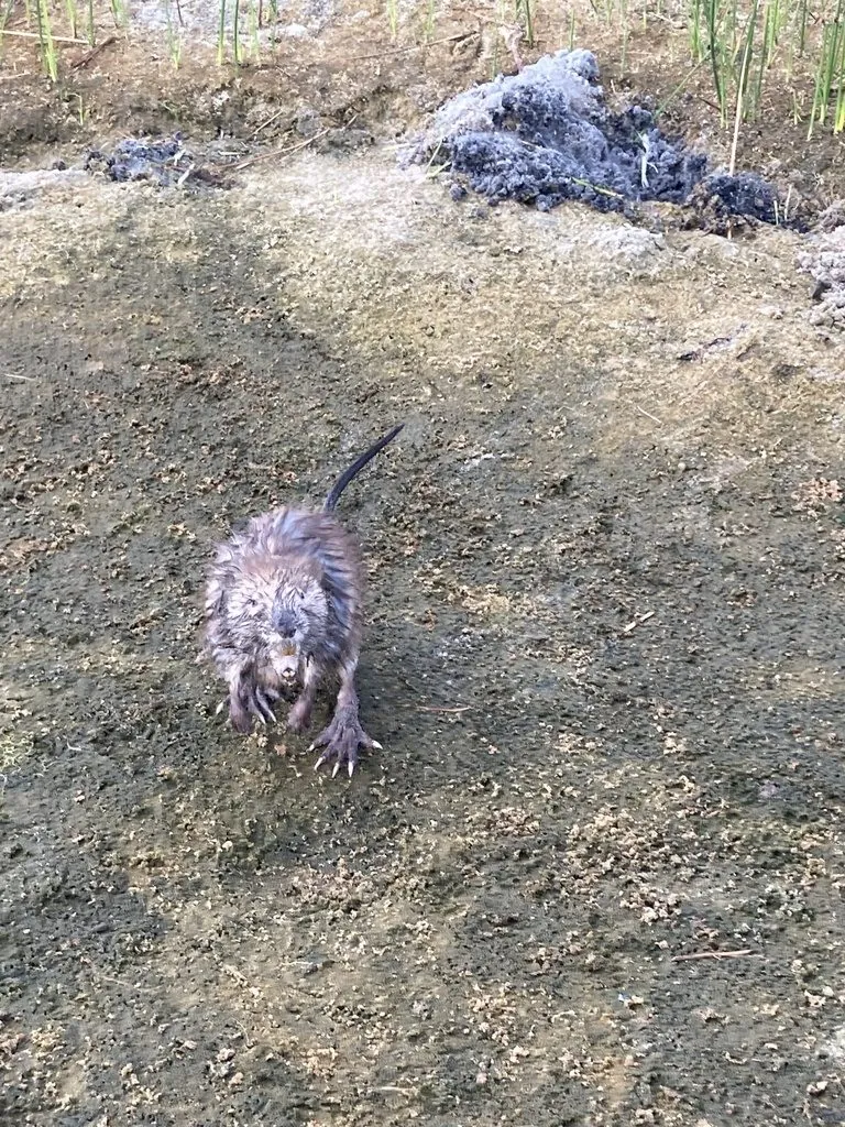 Rato-almiscarado