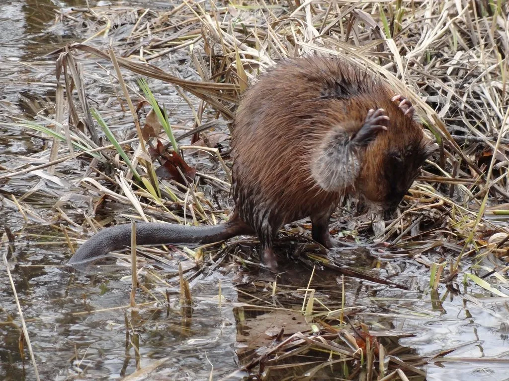 Rato-almiscarado