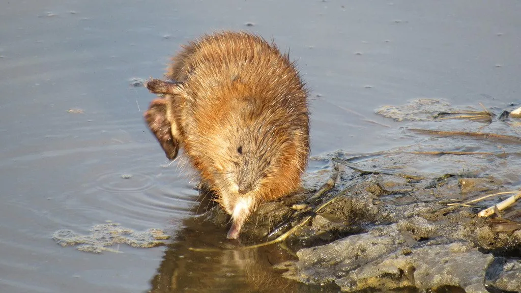 Rato-almiscarado