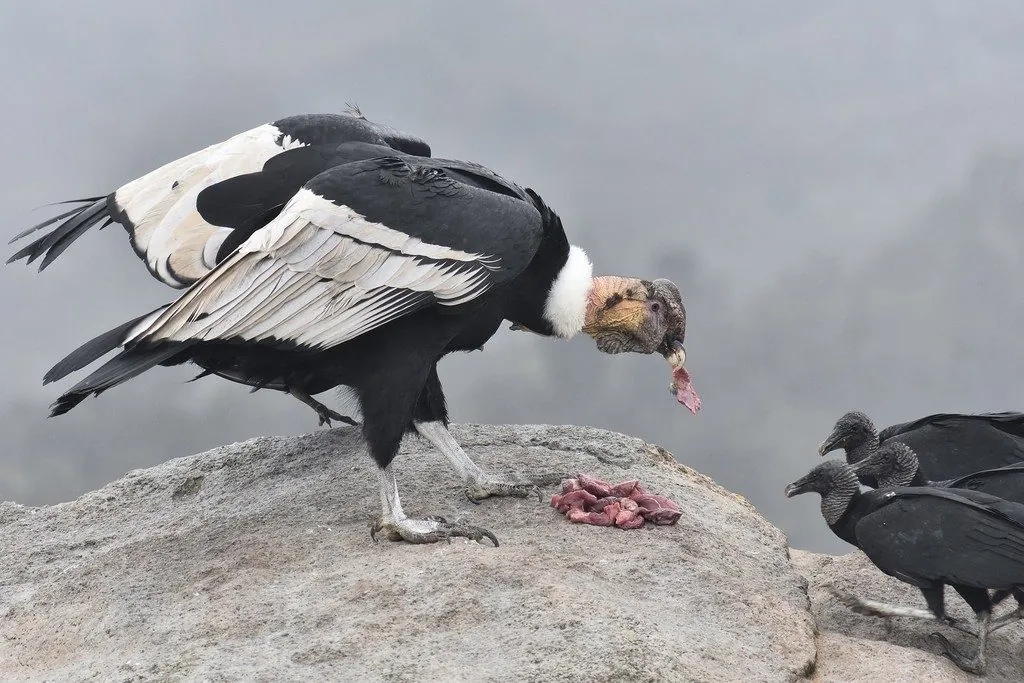 condor
