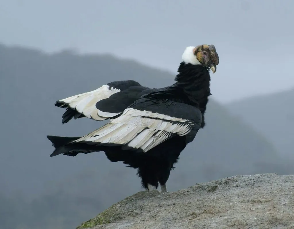 condor