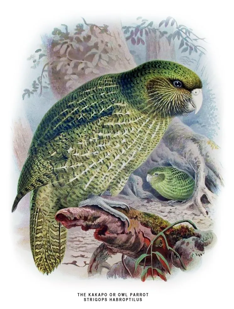 cácapo